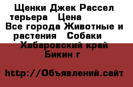 Щенки Джек Рассел терьера › Цена ­ 30 000 - Все города Животные и растения » Собаки   . Хабаровский край,Бикин г.